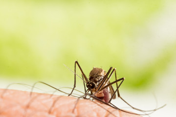 Aedes aegypti Mosquito. Close up a Mosquito sucking human blood,Mosquito Vector-borne diseases,Chikungunya.Dengue fever.Rift Valley fever.Yellow fever.Zika.Mosquito on skin