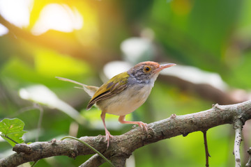 Tiny cute bird perching alone..Juvenile Common tailorbird (Orthotomus sutorius) making a living preying small insect ..