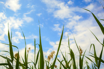 Reeds in the background of a beautiful sunny sky.