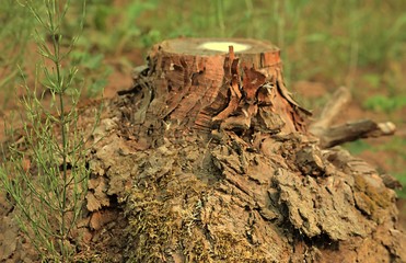 abgesägter Baum