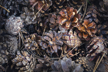 Many conifers in the heap.
