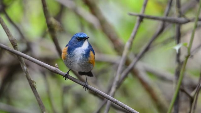 Himalayan bluetail tarsiger rufilatus
Charming bird perching alone.
Himalayan bluetail ( tarsiger rufilatus ) making a living in highland forest,green blurred background and sunlight.
