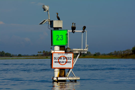 Channel marker with birds in water 