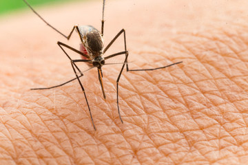 Aedes aegypti Mosquito. Close up a Mosquito sucking human blood,Mosquito Vector-borne diseases,Chikungunya.Dengue fever.Rift Valley fever.Yellow fever.Zika.Mosquito on skin