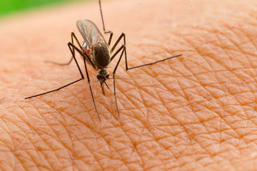 Aedes aegypti Mosquito. Close up a Mosquito sucking human blood,Mosquito Vector-borne diseases,Chikungunya.Dengue fever.Rift Valley fever.Yellow fever.Zika.Mosquito on skin