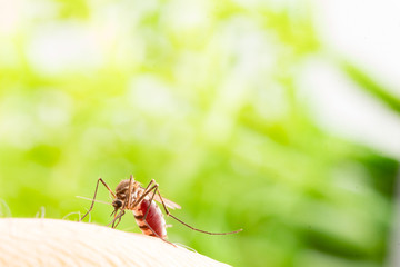 Aedes aegypti Mosquito. Close up a Mosquito sucking human blood,Mosquito Vector-borne diseases,Chikungunya.Dengue fever.Rift Valley fever.Yellow fever.Zika.Mosquito on skin