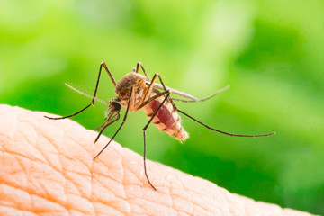 Aedes aegypti Mosquito. Close up a Mosquito sucking human blood,Mosquito Vector-borne...