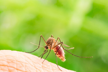 Aedes aegypti Mosquito. Close up a Mosquito sucking human blood,Mosquito Vector-borne diseases,Chikungunya.Dengue fever.Rift Valley fever.Yellow fever.Zika.Mosquito on skin