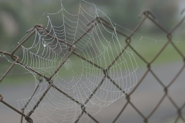 Dew spider web photo for your arachnid projects or bug publications.