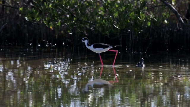 The black-necked stilt (Himantopus mexicanus) in the ornithological reserve Cuba