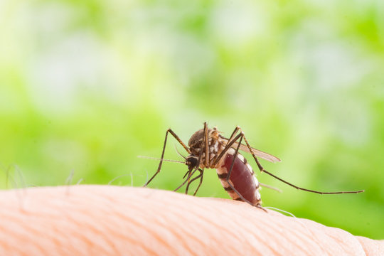 Aedes aegypti Mosquito. Close up a Mosquito sucking human blood,Mosquito Vector-borne diseases,Chikungunya.Dengue fever.Rift Valley fever.Yellow fever.Zika.Mosquito on skin