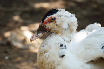 Duck close up photo for your biology projects or bird publications.