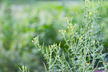 Thai herb,Asian Spider flower. (Cleome viscosa plant)