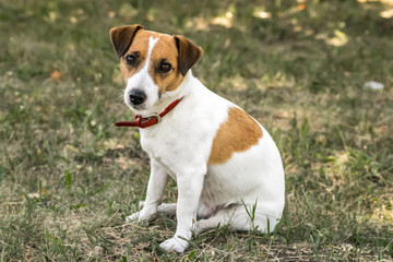 A small dog Jack Russell Terrier sitting on green grass and looking to the camera