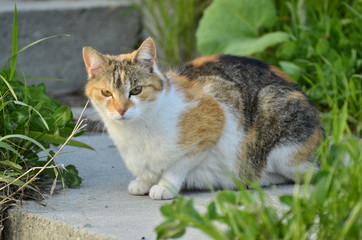Kot (cat, katze, gato) © idealphoto