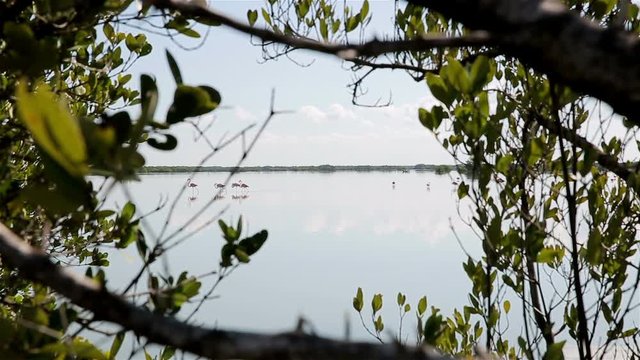 Greater flamingo (Phoenicopterus roseus) on the lake ornithological reserve Cuba