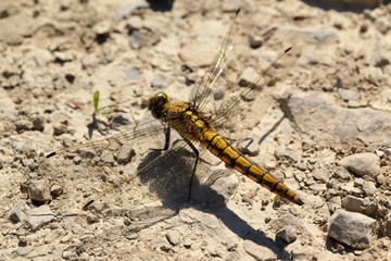 Dragonfly