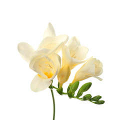 Naklejka na ściany i meble Beautiful blooming freesia on white background