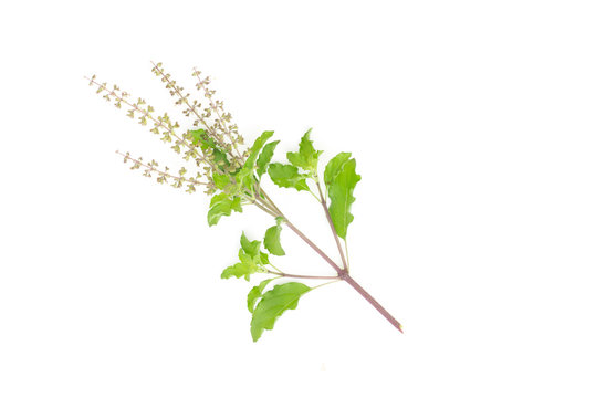 Fresh basil flower plant isolate on white background.Vegetable herb
