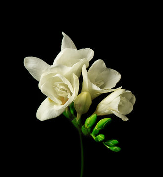 Fototapeta Beautiful freesia on black background