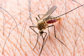 Aedes aegypti Mosquito. Close up a Mosquito sucking human blood,Mosquito Vector-borne diseases,Chikungunya.Dengue fever.Rift Valley fever.Yellow fever.Zika.Mosquito on skin