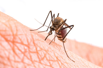 Aedes aegypti Mosquito. Close up a Mosquito sucking human blood,Mosquito Vector-borne...