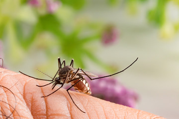 Aedes aegypti Mosquito. Close up a Mosquito sucking human blood,Mosquito Vector-borne diseases,Chikungunya.Dengue fever.Rift Valley fever.Yellow fever.Zika.Mosquito on skin