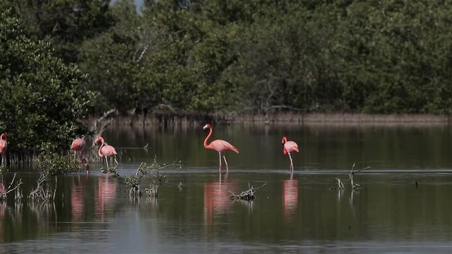 Greater flamingo (Phoenicopterus roseus) on the lake ornithological reserve Cuba