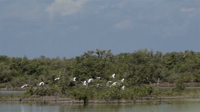 A flock of flying White Ibis (Eudocimus albus) in Zapata, Cuba.