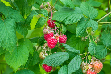 Raspberries growing on a bush