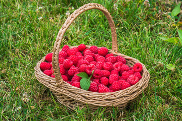 Fototapeta na wymiar A basket full of freshly picked raspberries on a grass
