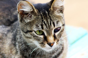 nice sick cat with diseased eyes outside