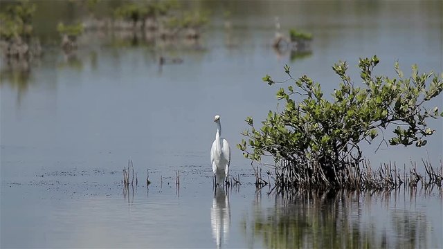Snowy egret (Egretta thula) is a small white heron. Zapata reserve, Cuba