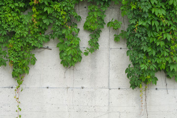 vine on concrete wall natural leafs  background