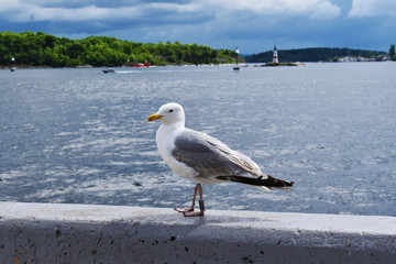 Seagull Oslo Norway Europe