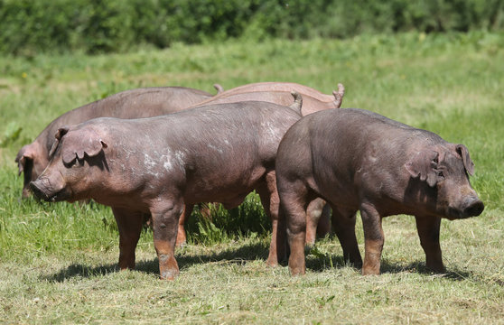 Young duroc pig herd grazing on farm field summertime