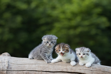 scottish fold, beautiful kitten on timber over blur green forest background