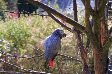 Blue parrot on a branch