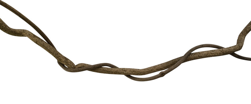 Twisted wild liana jungle vine isolated on white background, clipping path included