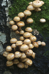Sheathed woodtuft