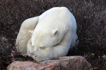 Eisbär- Churchill Hudson Bay Kanada