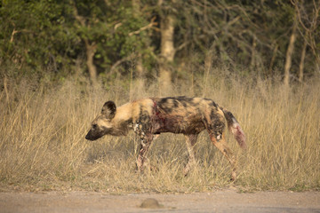 African wild dog portrait in it´s natural habitat