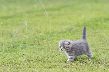 scottish fold, beautiful kitten playing on  green grass background