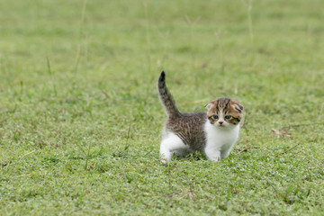 scottish fold, beautiful kitten playing on  green grass background