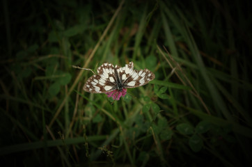 Papillon de lumi&egrave;re