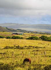 Landscape of the island seen from the way up to the Maunga Terevaka, Easter Island, Chile