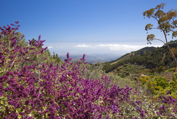 Obraz premium Gran Canaria, June