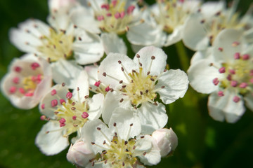 The little flowers of chokeberry. Macro photo