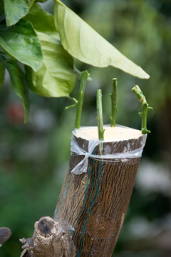 Agricultural grafting of citrus fruit trees