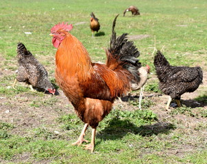 Der Hahn vom Nachbarn